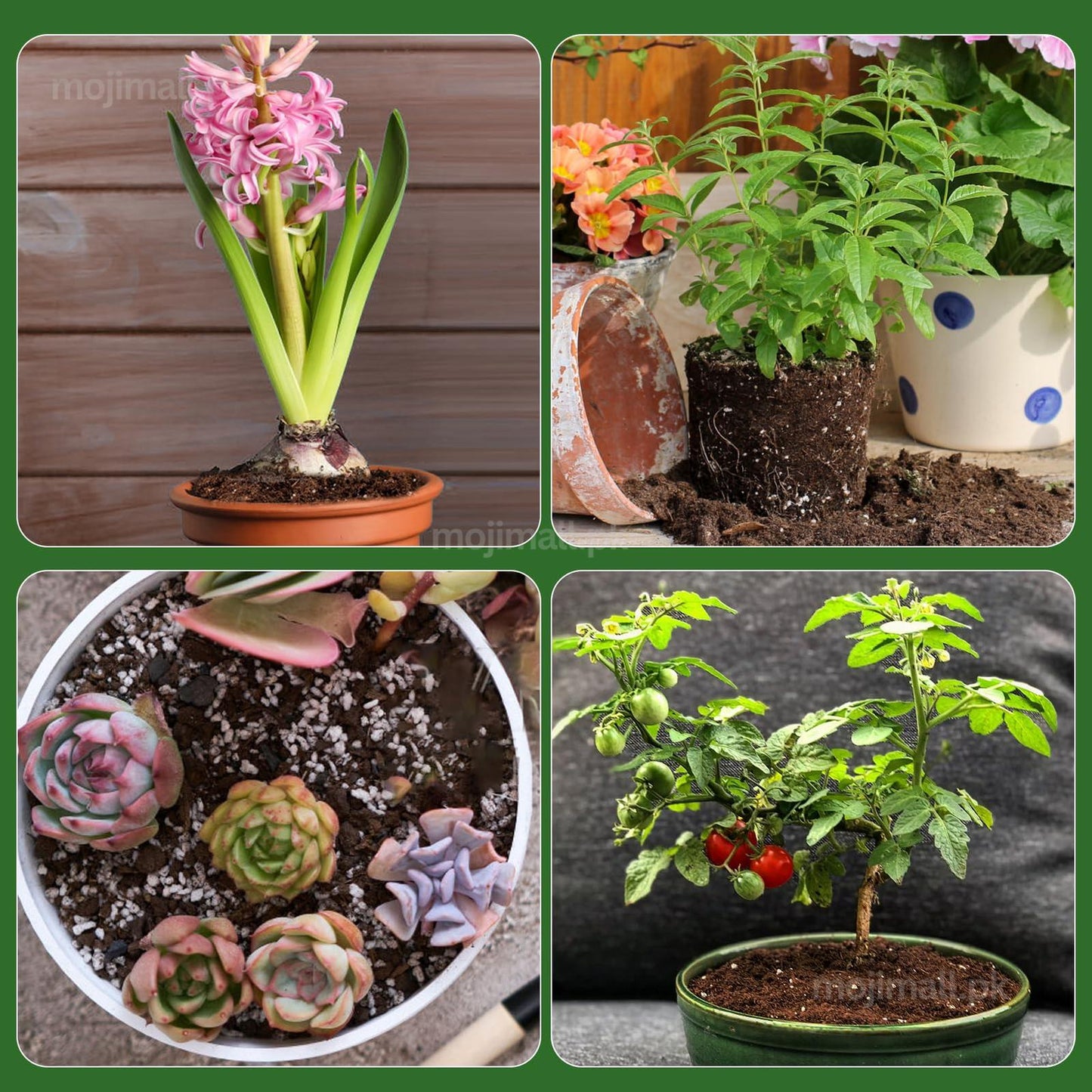Seed Growing (Soilless Seed Starter) Mix-Moji Mall