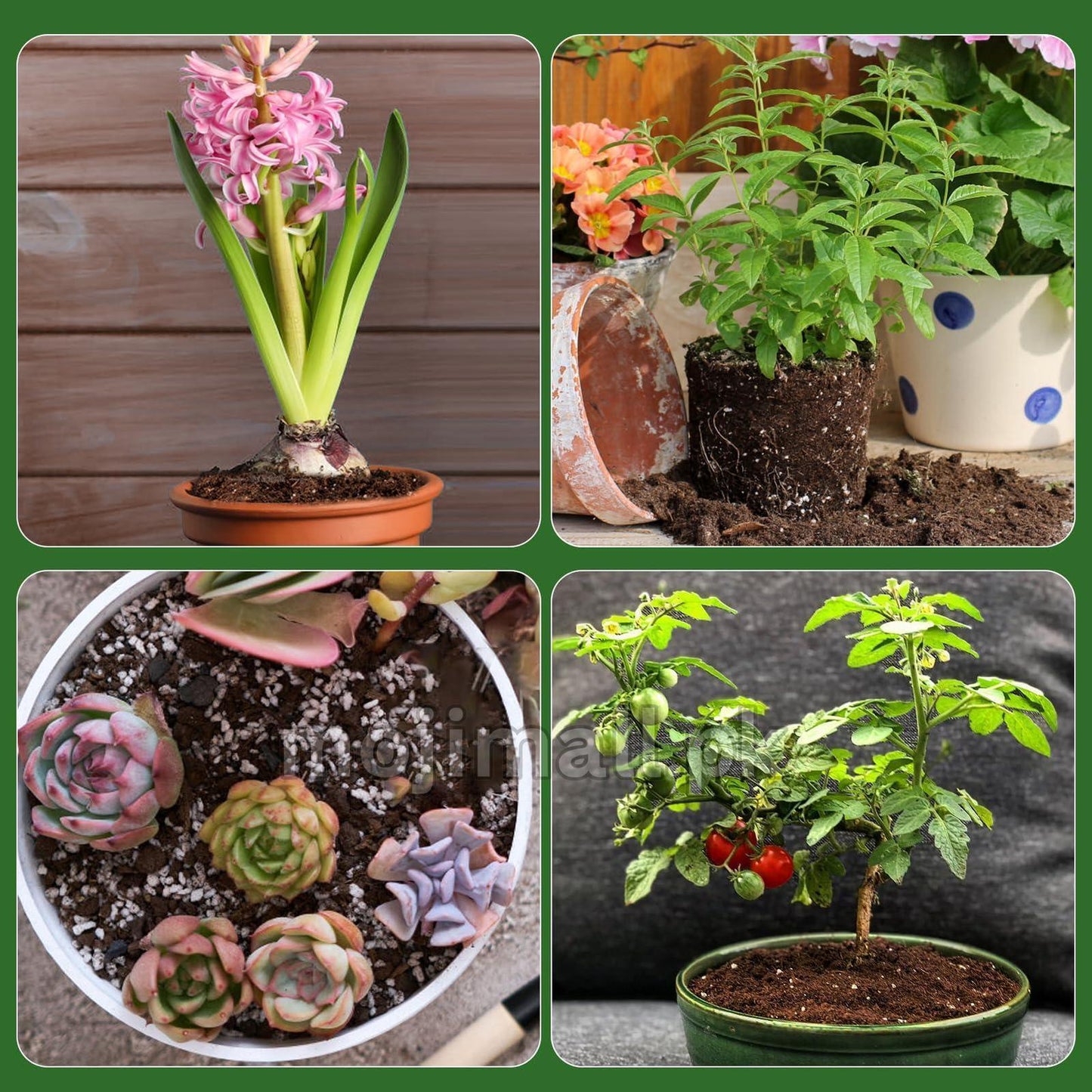 Seed Growing (Soilless Seed Starter) Mix-Moji Mall