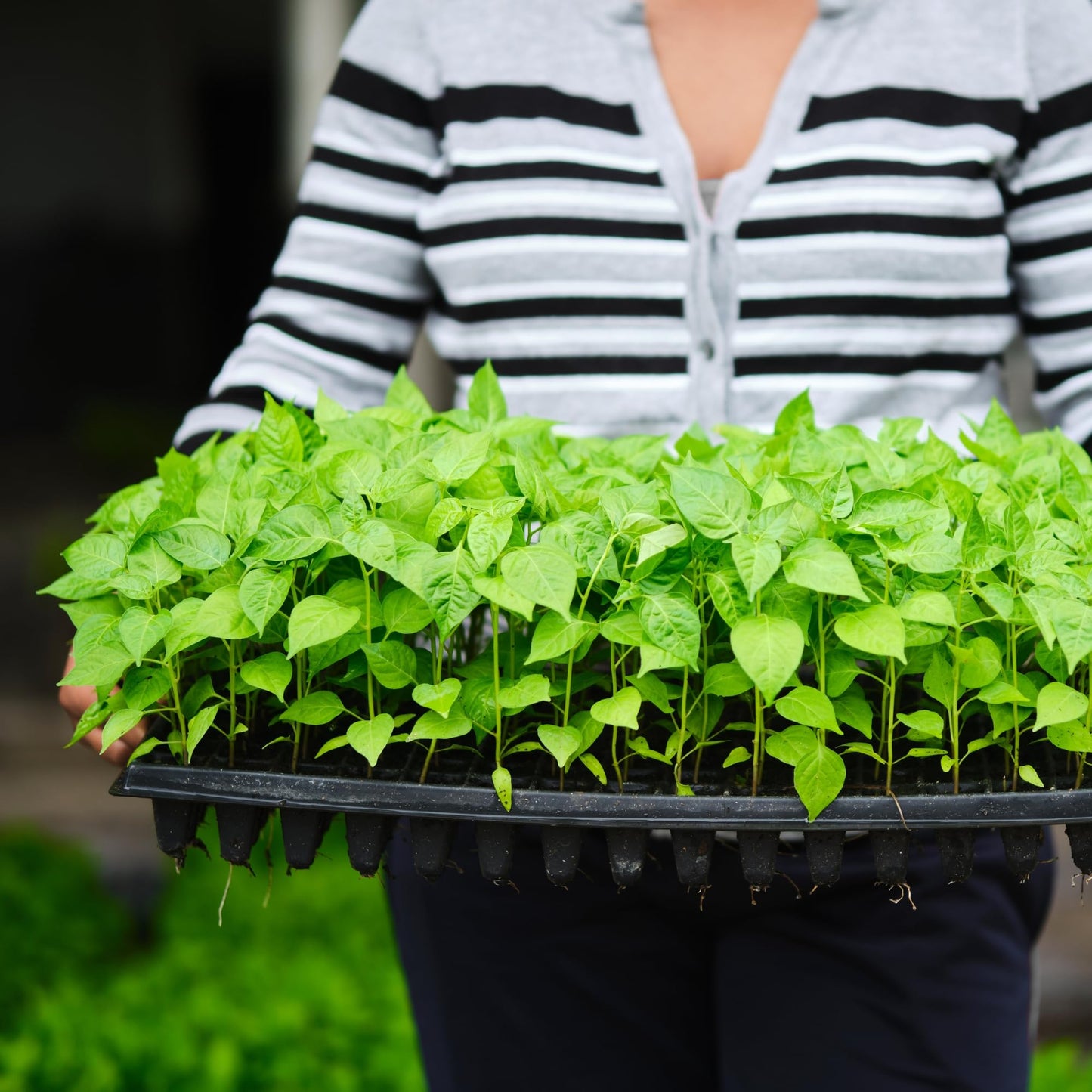 Pack of 10 Seedling Tray – 200 Holes