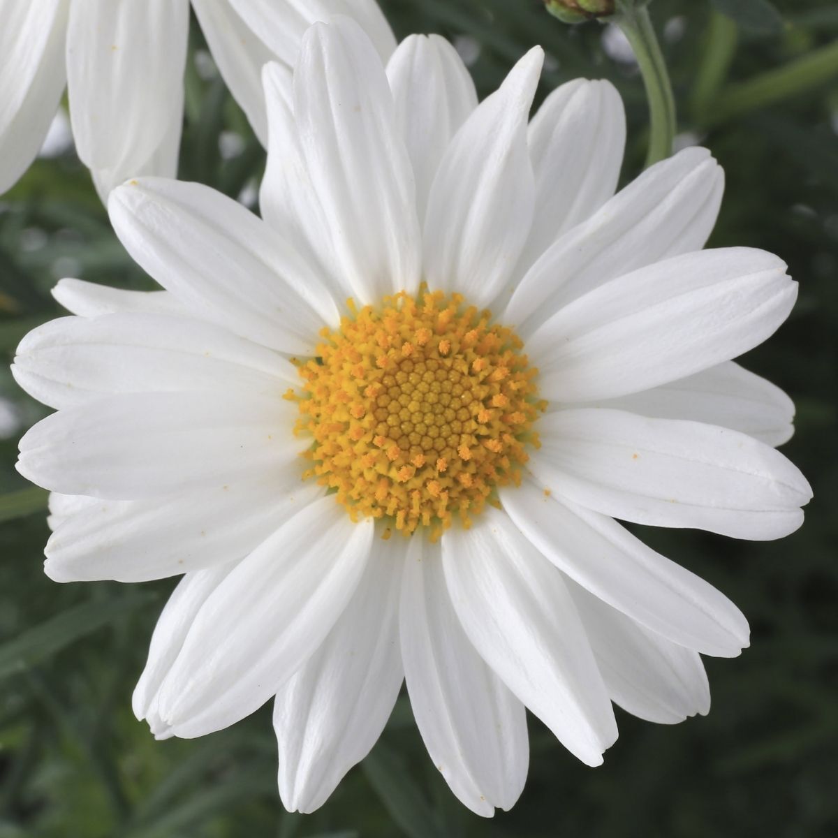 Daisy (Shasta) - Seeds (WINTER)