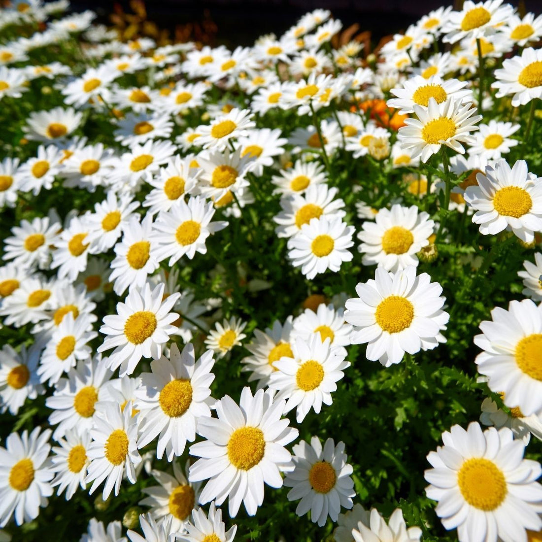 Daisy (Shasta) - Seeds (WINTER)