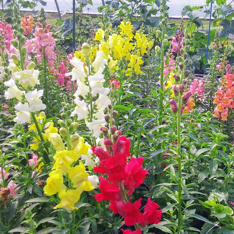 Antirrhinum (Snapdragon) Mix – 100+ Seeds