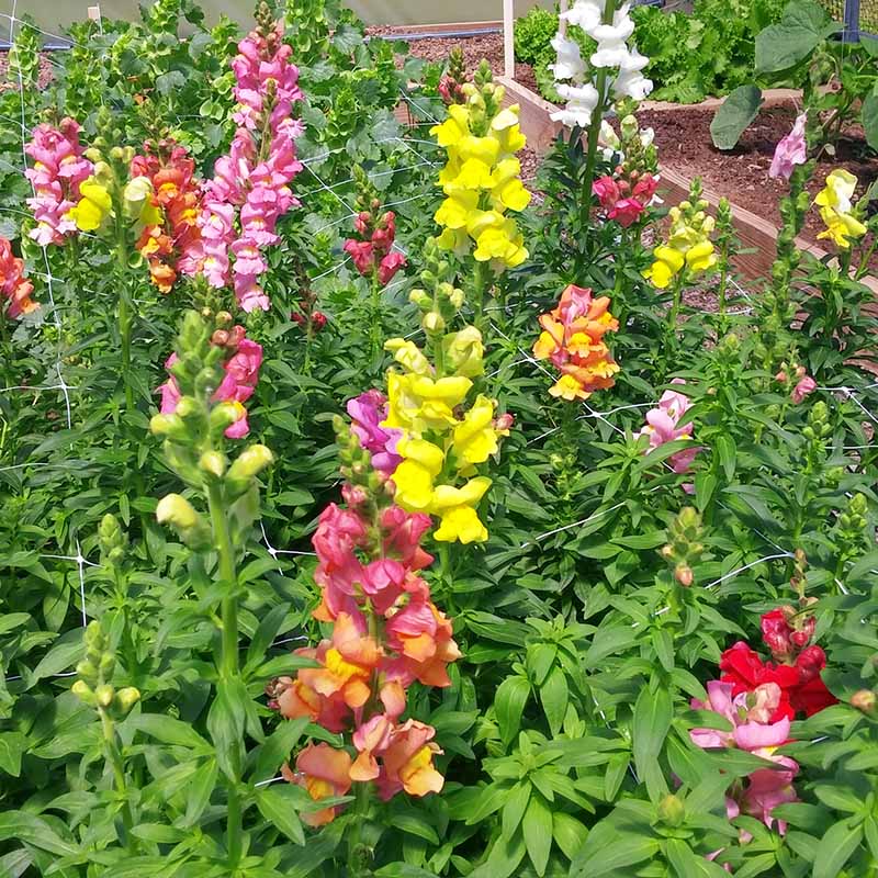 Antirrhinum (Snapdragon) Mix – 100+ Seeds