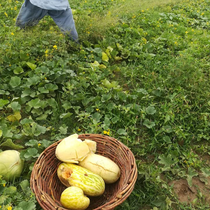 Phut (پھٹ کے بیج) - 50+ Seeds