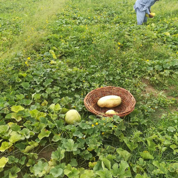 Phut (پھٹ کے بیج) - 50+ Seeds