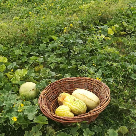 Phut (پھٹ کے بیج) - 50+ Seeds