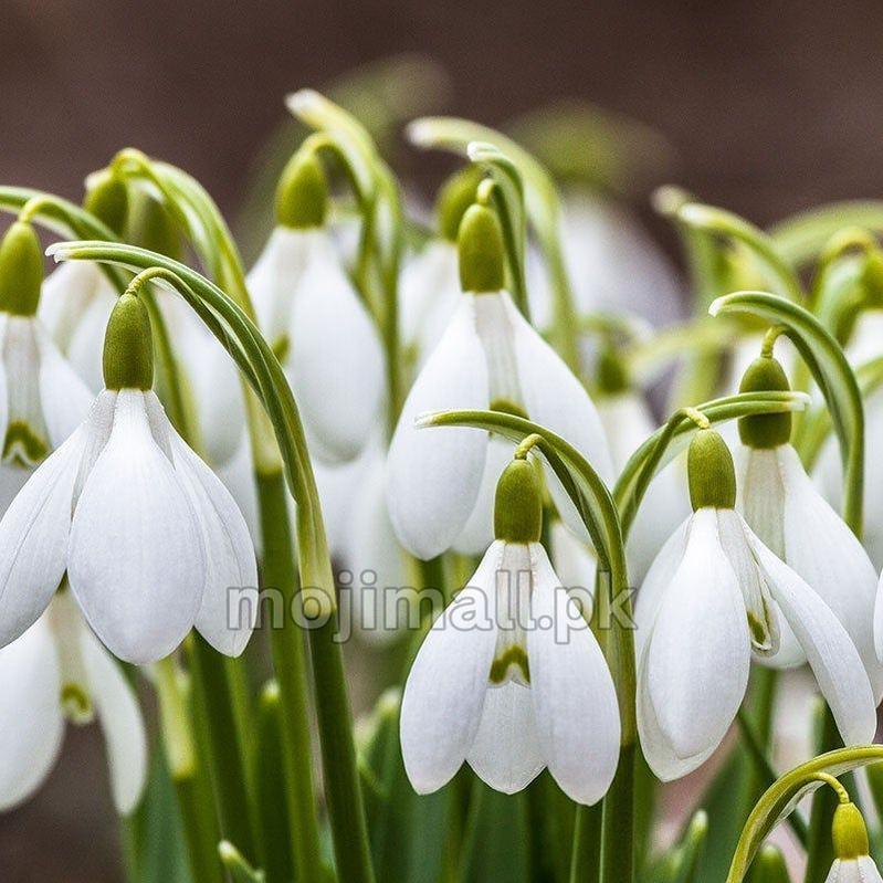 Pack of 5 Snowdrop (imported) – Flower Bulbs