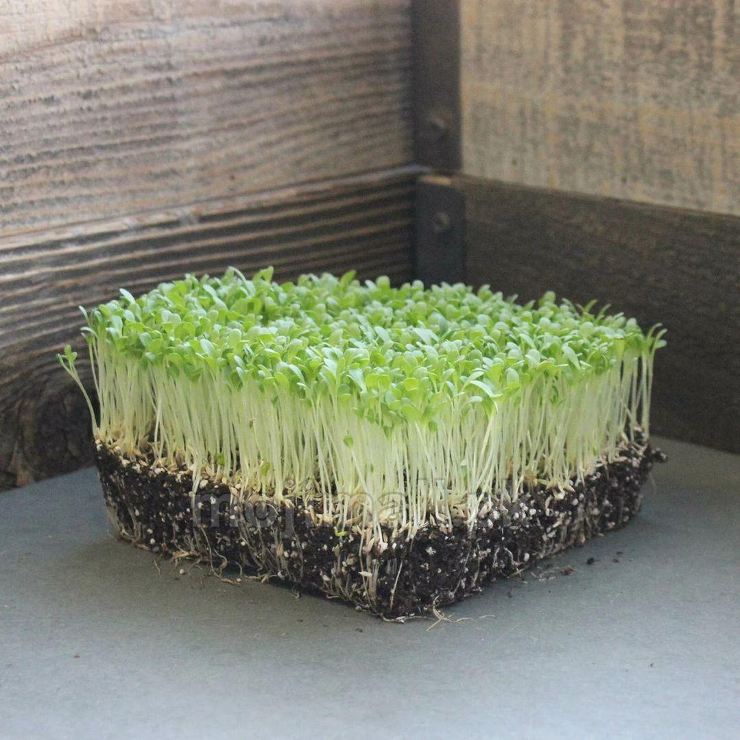 Spinach: Microgreens Seeds-Moji Mall