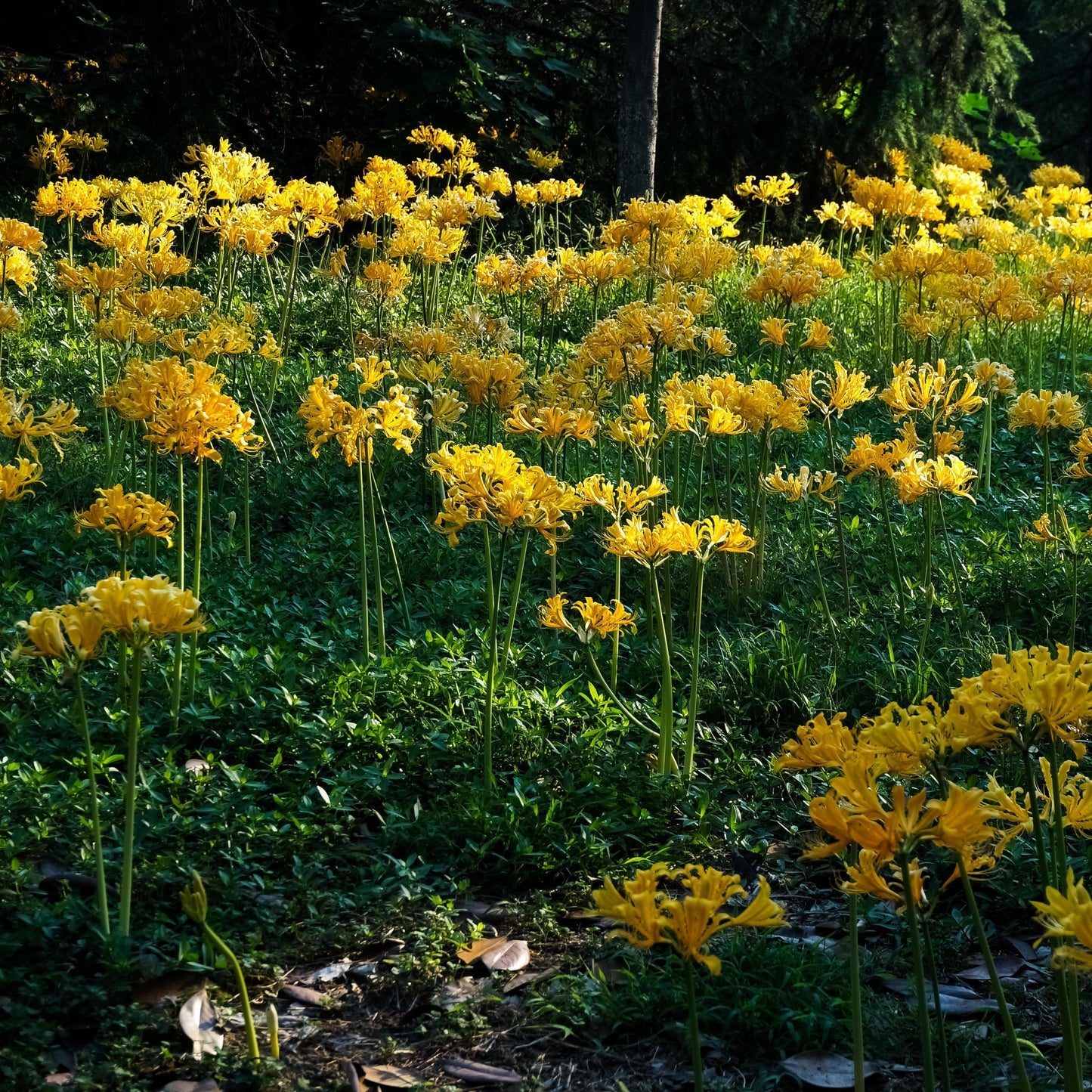 Yellow spider Lily – Flower Bulbs (imported - Limited Stock)