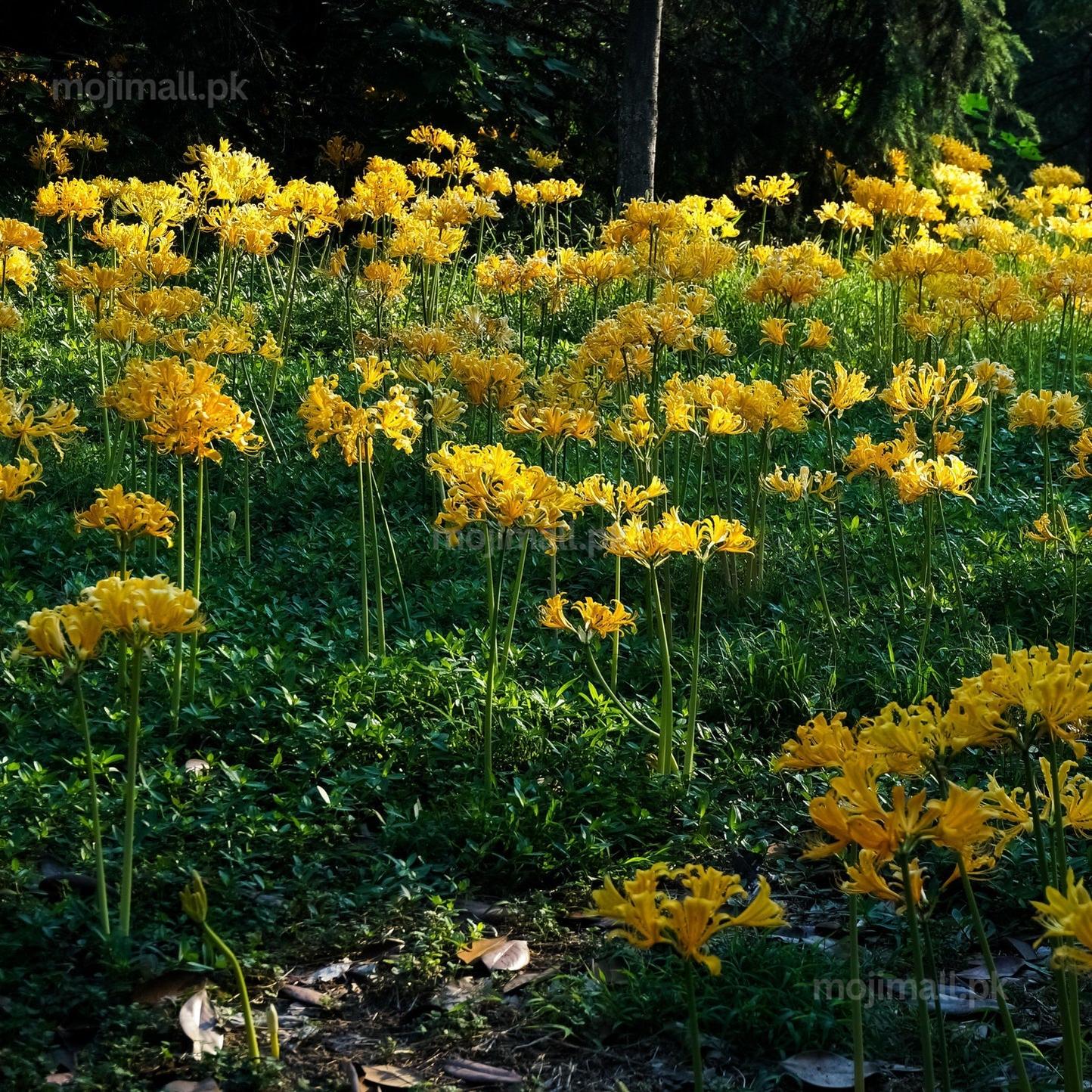 Yellow spider Lily – Flower Bulbs (imported - Limited Stock)-Moji Mall