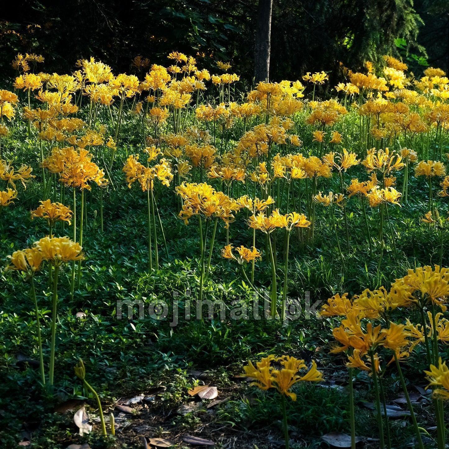 Yellow spider Lily – Flower Bulbs (imported - Limited Stock)-Moji Mall