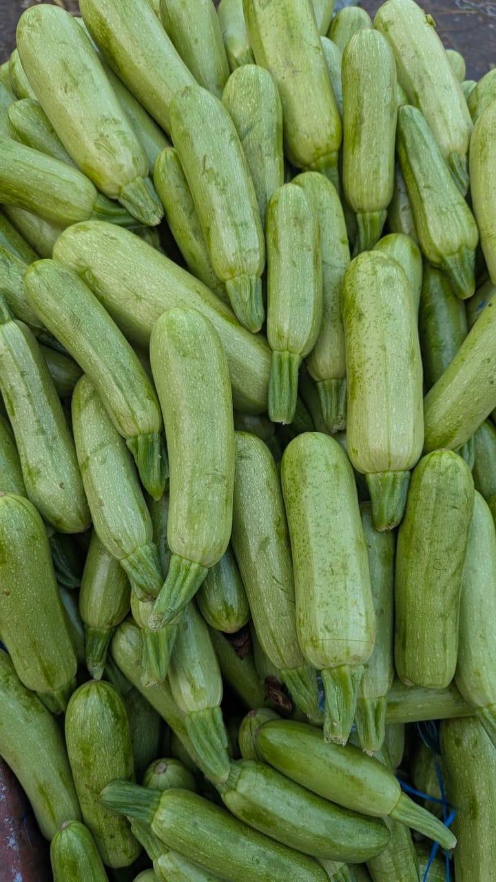 Squash Long – F1 Hybrid (Approx. 6–10 Seeds)-Moji Mall