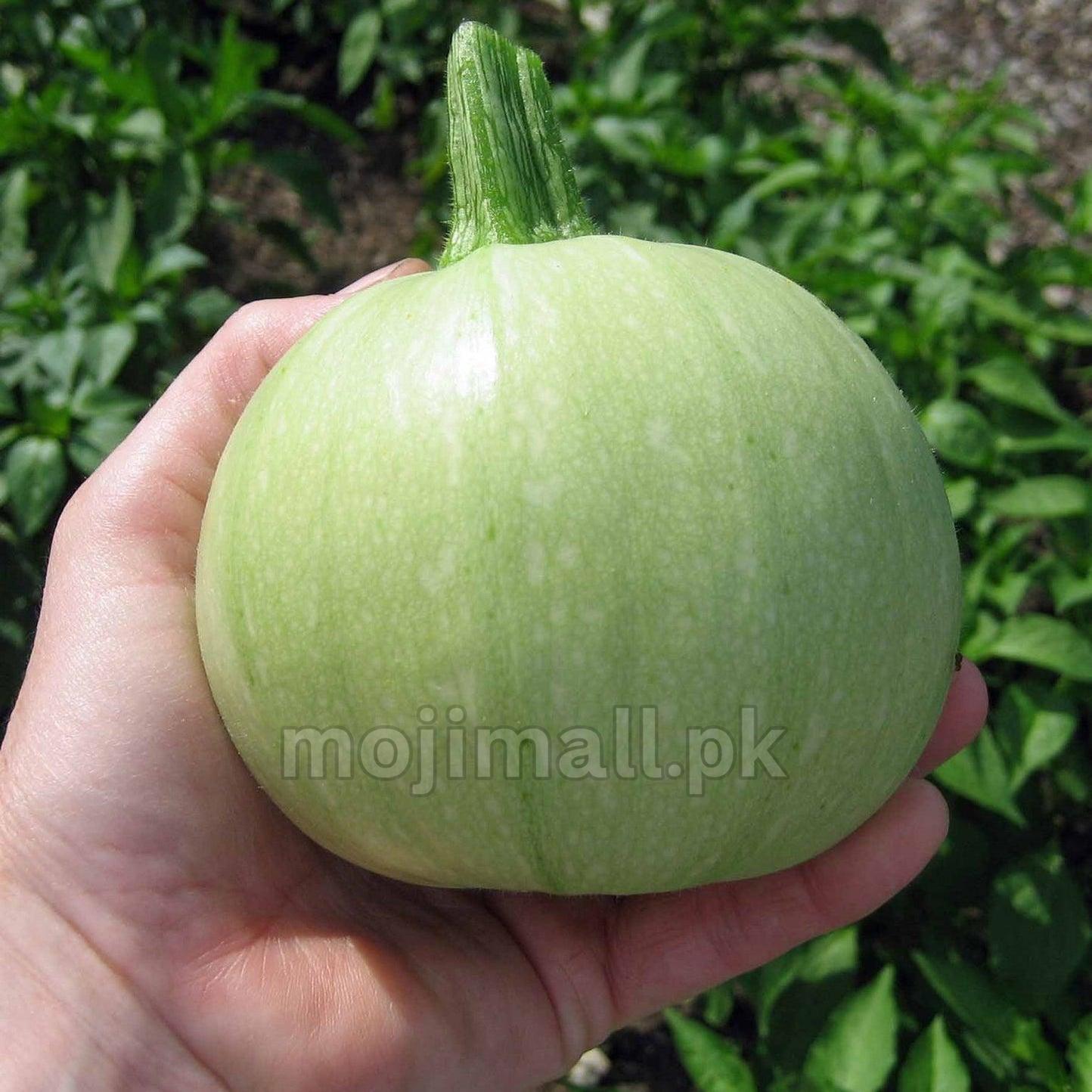 Squash Round (ٹینڈی کے بیج) – 20+ Seeds-Moji Mall