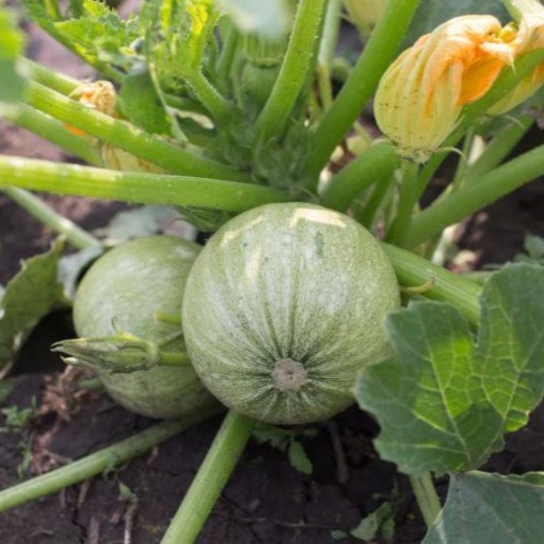 Squash Round (دیسی ٹینڈی کے بیج) – 20+ Seeds