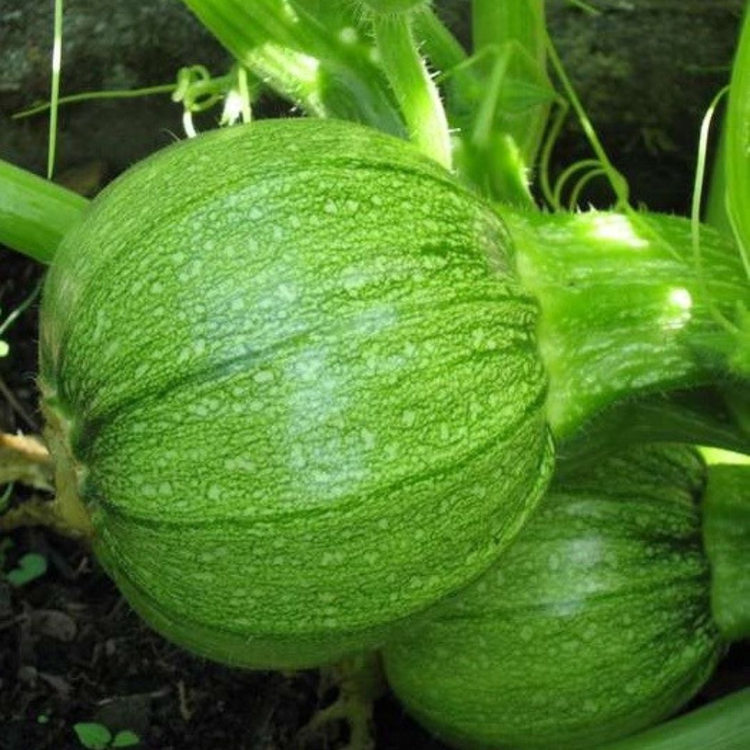 Squash Round (دیسی ٹینڈی) 20+ Seeds