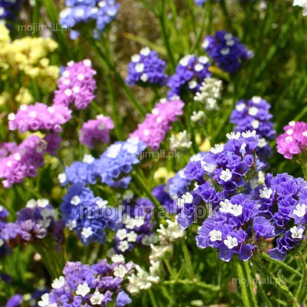 Purple statice with tiny white flowers stands among pink and yellow blooms in Moji Mall’s Pakistan flower-seed collection.