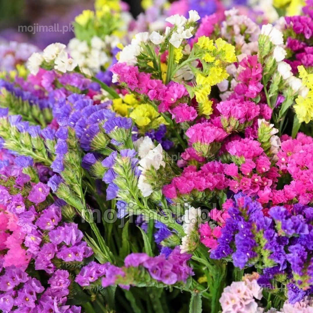 Statice (Limonium) Mix – Seeds (WINTER)-Moji Mall Pakistan