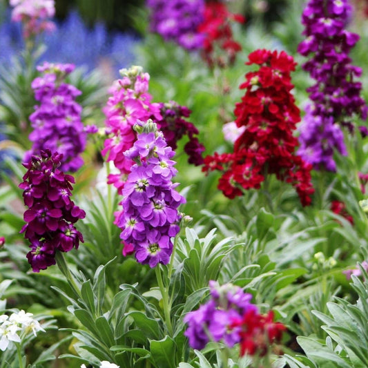 Stock Mix (گل سٹاک) – 50+ Seeds