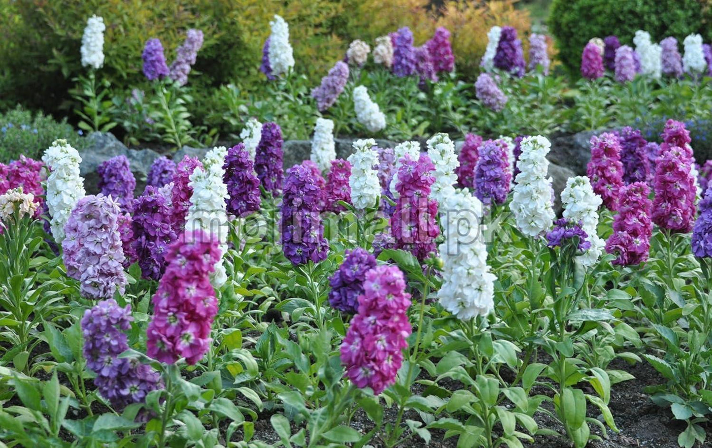 Stock Mix (گل سٹاک) – 50+ Seeds (WINTER)-Moji Mall