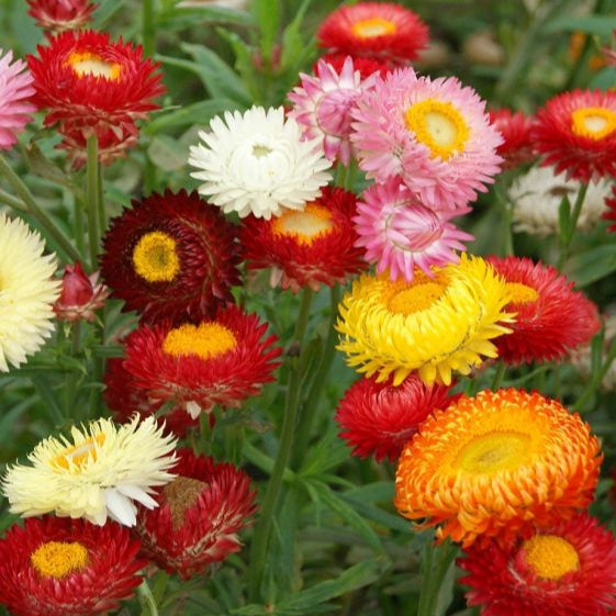 Helichrysum (گل کاغذ) – 50+ Seeds
