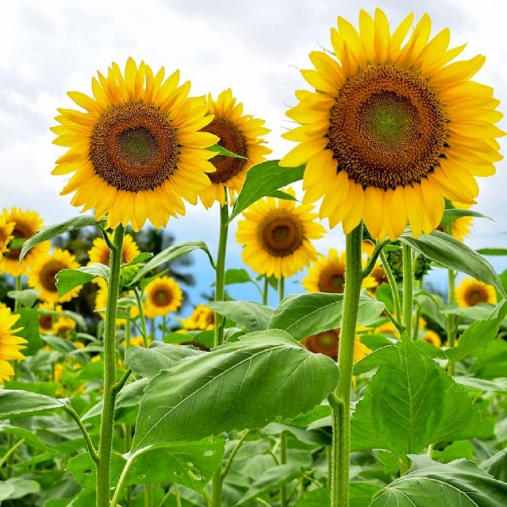 Sunflowers in a field with a clear sky