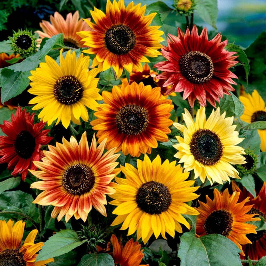 Sunflower (Mix) – Seeds-Moji Mall