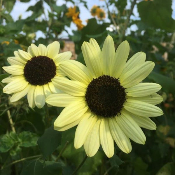 Two bright yellow sunflowers ice cream with dark centers grown from seeds