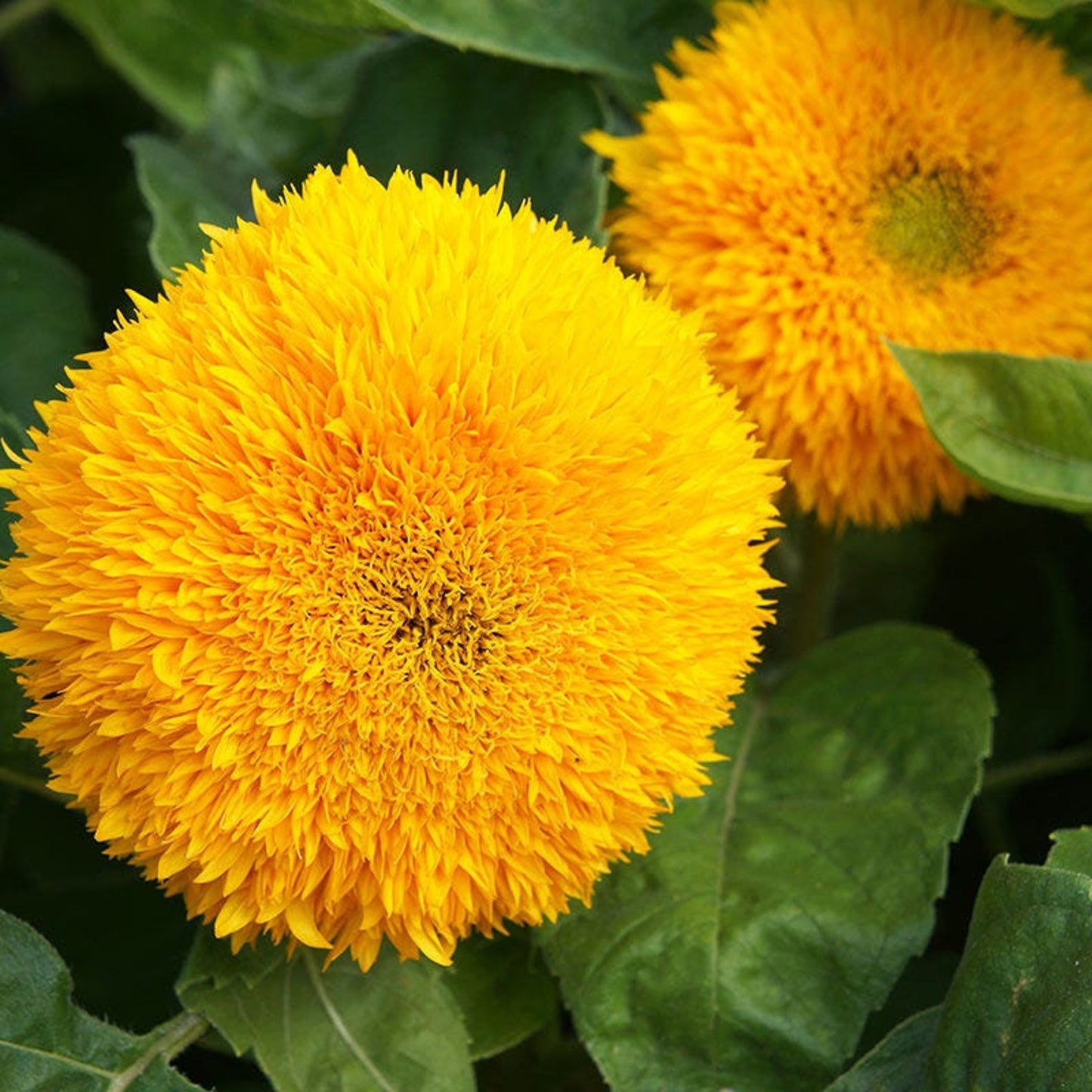 Sunflower Teddy Bear – 10+ Seeds (SUMMER)