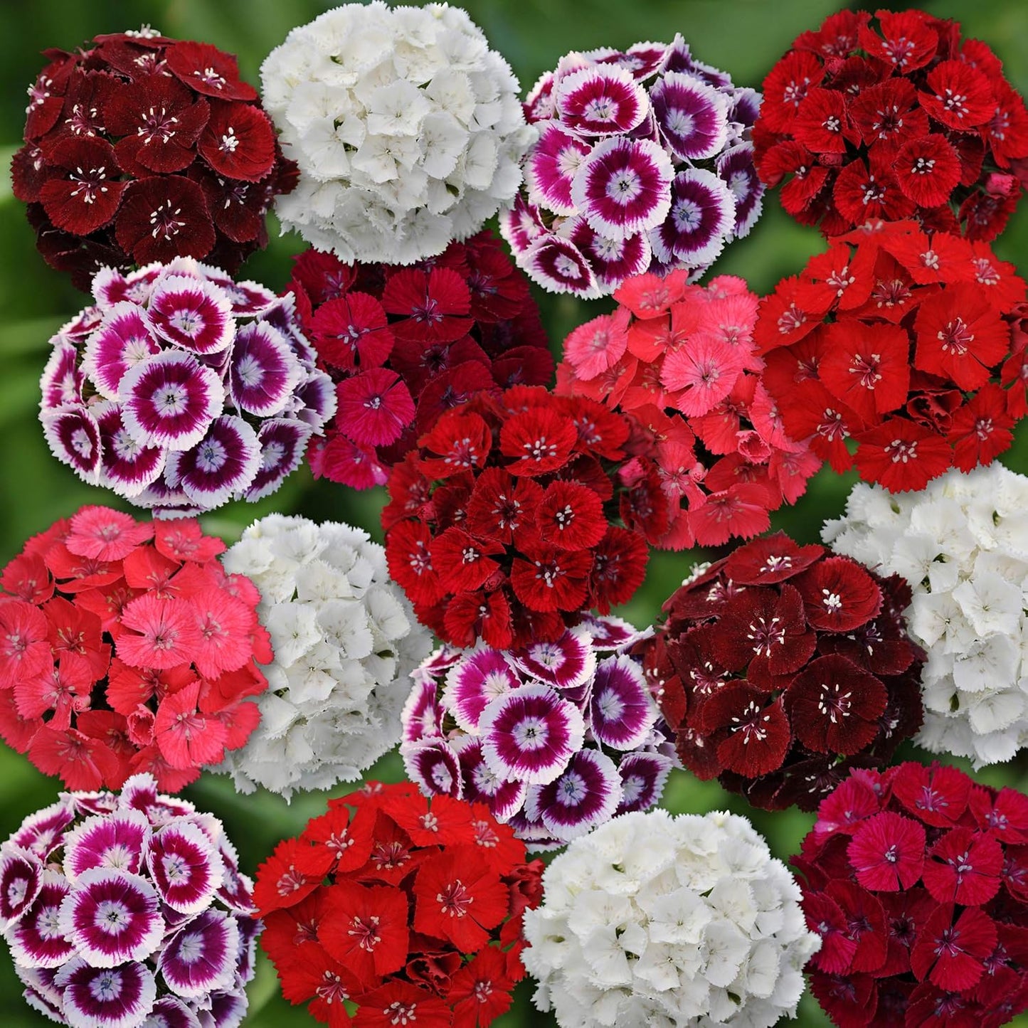 Sweet William Mix - 250+ Seeds (WINTER)