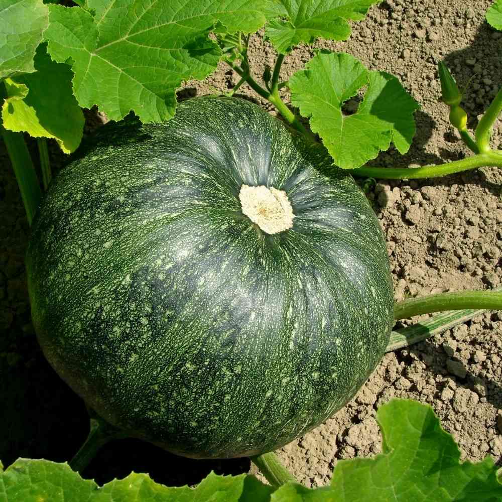 Pumpkin (حلوہ کدو کے بیج) – 20+ Seeds