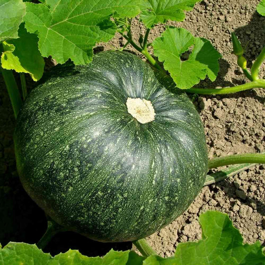 Pumpkin (حلوہ کدو کے بیج) – 20+ Seeds
