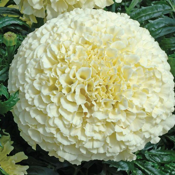 Tagetes (American Vanilla) Seeds