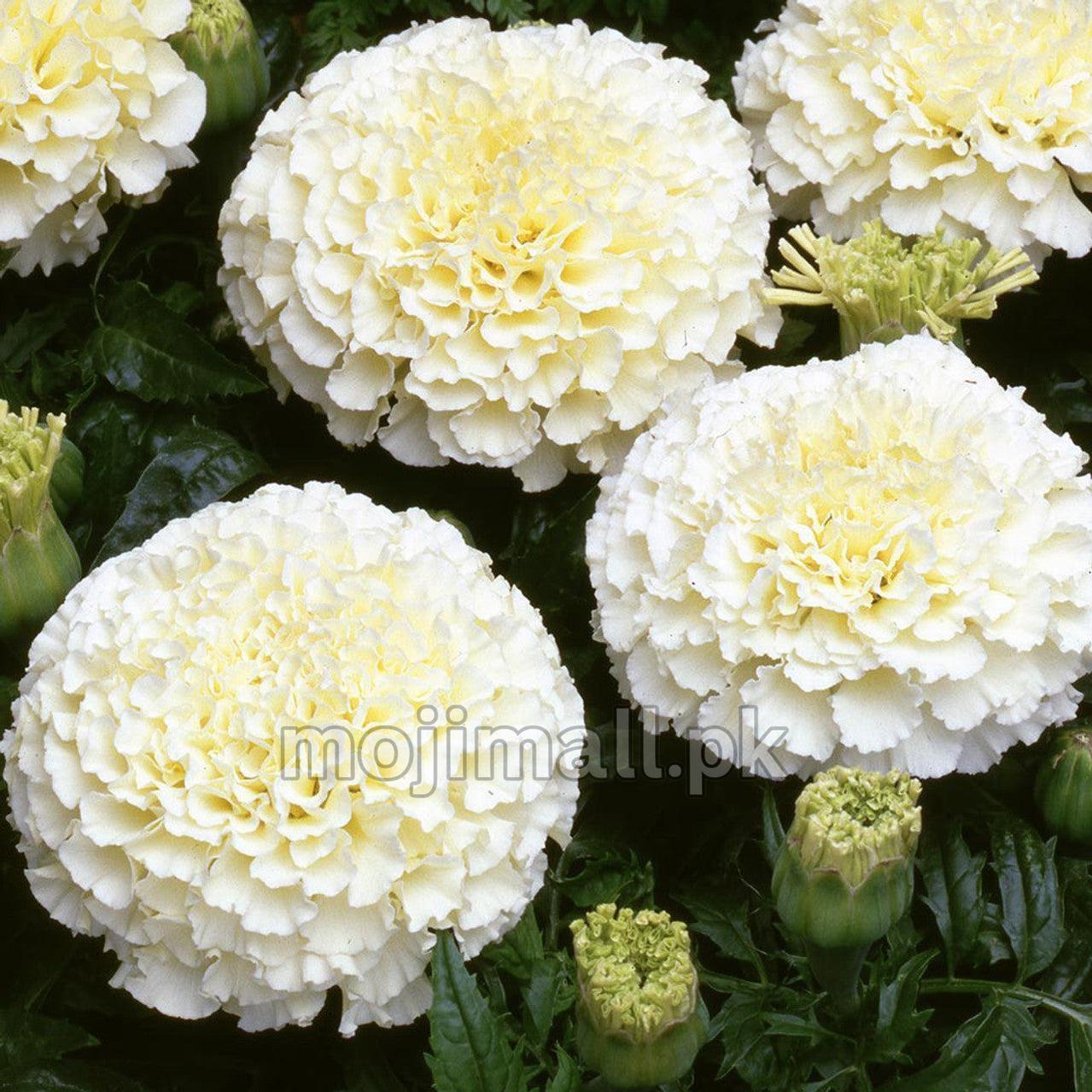 Tagetes (Vanilla) – F1 Hybrid Seeds (WINTER)-Moji Mall