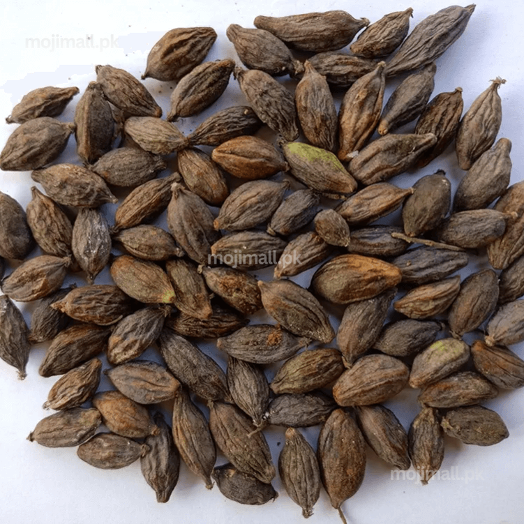Terminalia – 10+ Tree Seeds-Moji Mall