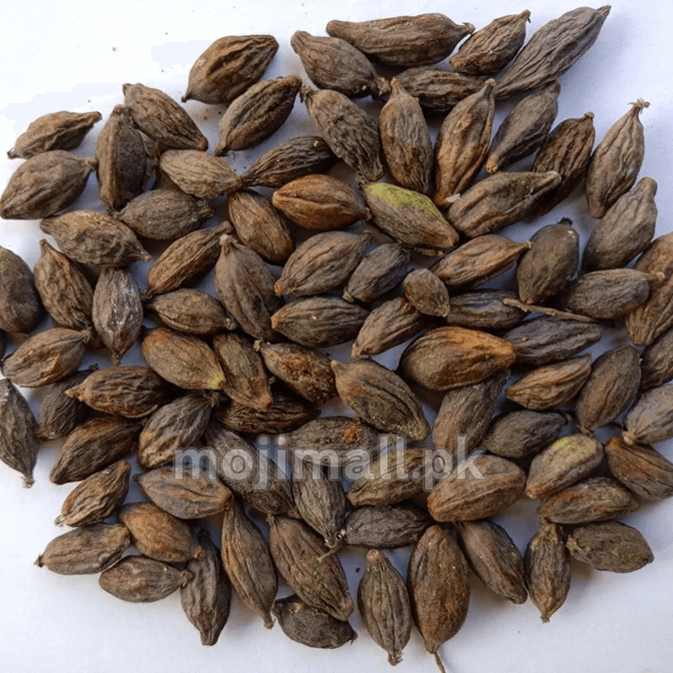 Terminalia – 10+ Tree Seeds-Moji Mall