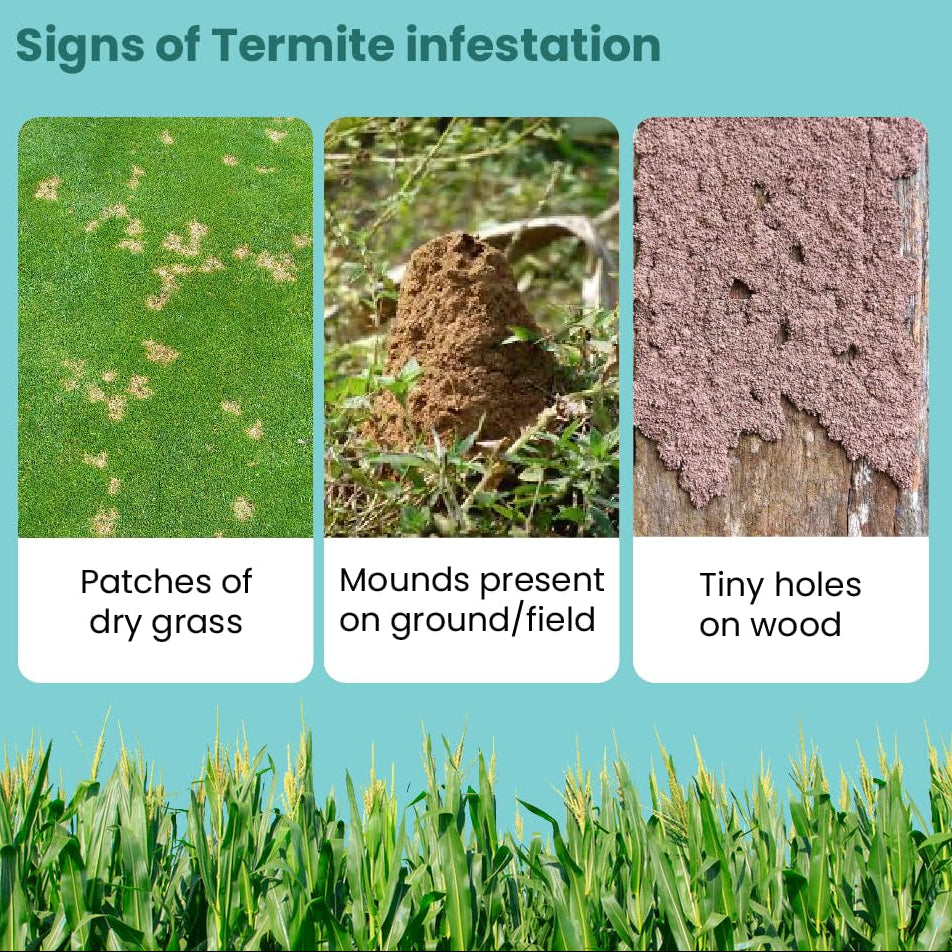 Duraflex – Termite Killer for Plants (250ML)-Moji Mall