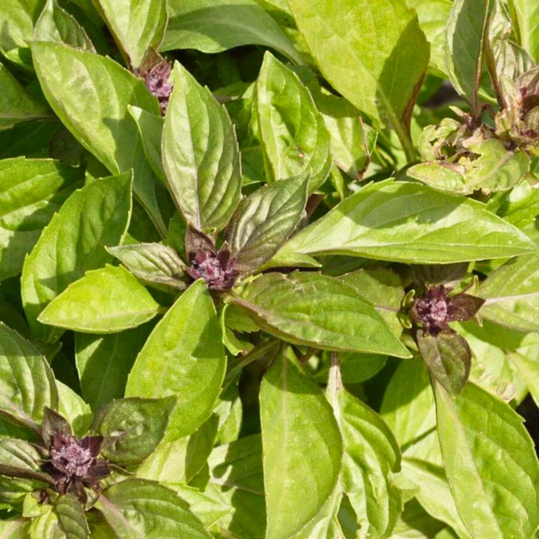Thai Basil (150+ Seeds)