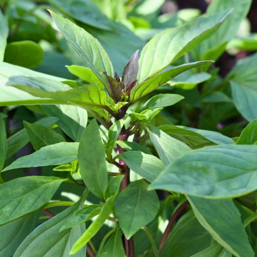Thai Basil (150+ Seeds)