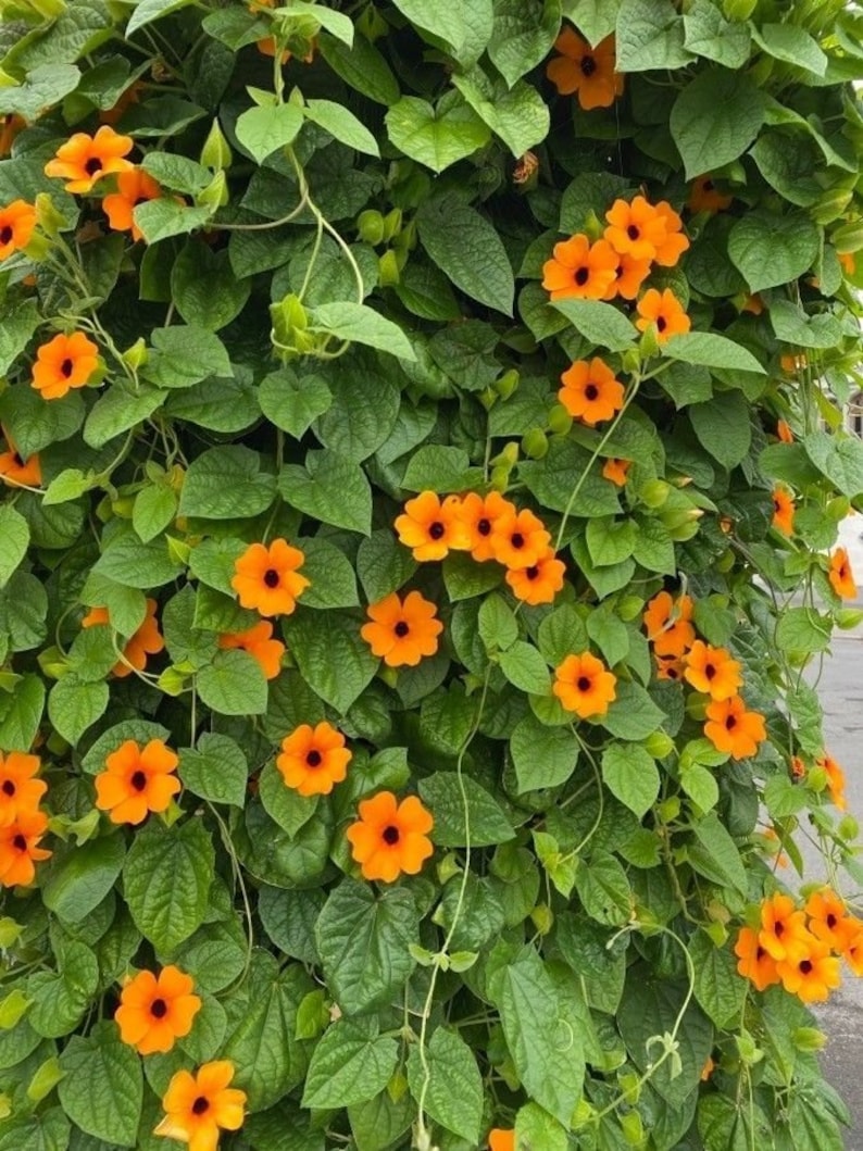 Black Eyed Susan vine in pot – early growth stage