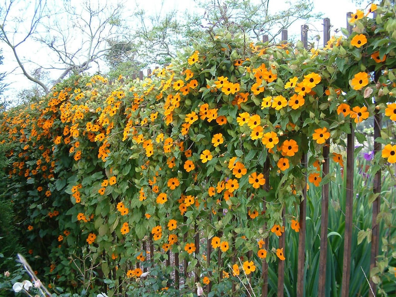 Black Eyed Susan vine cascading from trellis with lush flowers