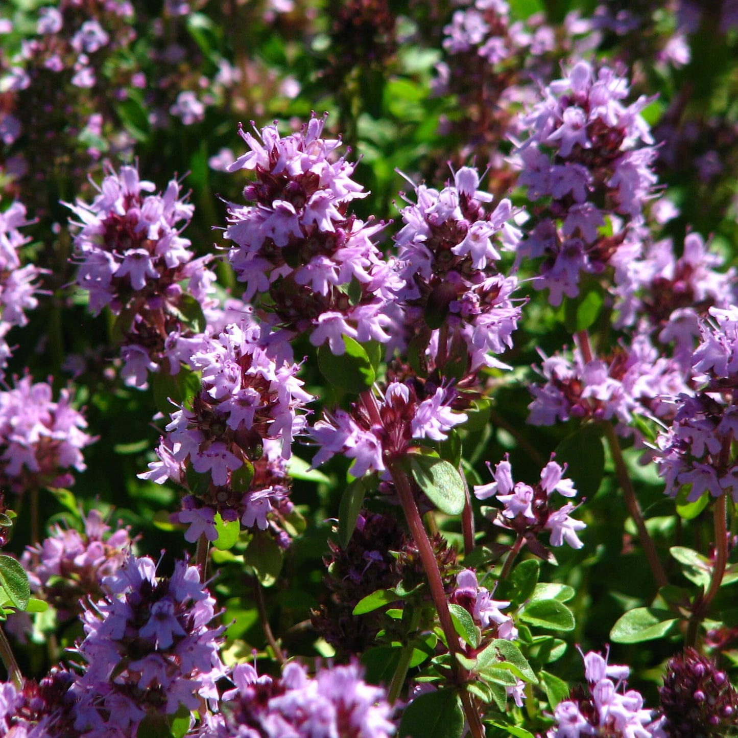 Thyme (50+ Seeds)