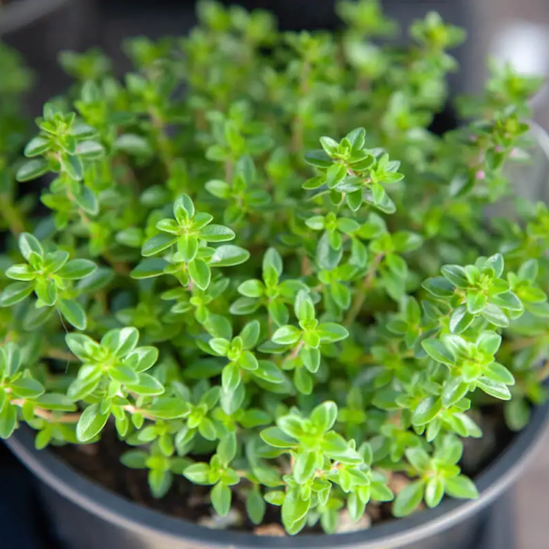 Thyme (50+ Seeds)