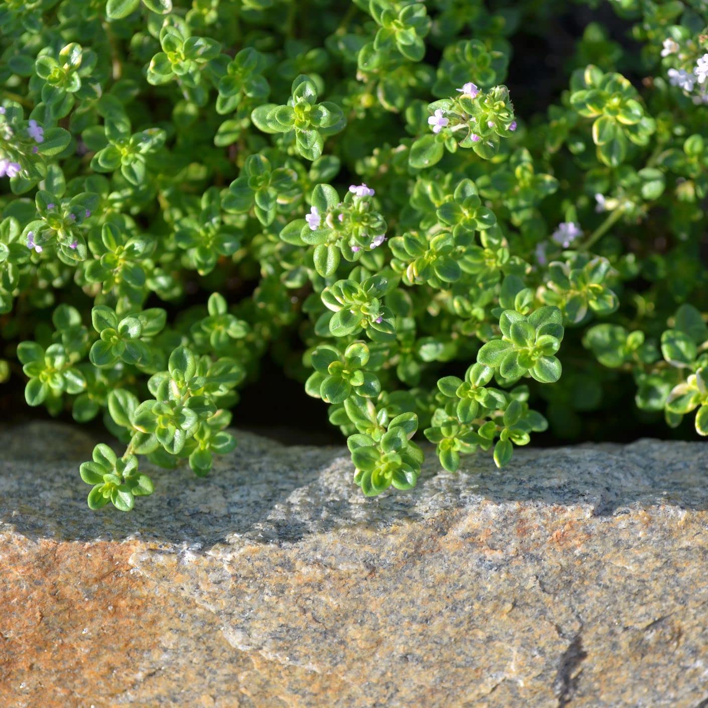 Thyme (50+ Seeds)