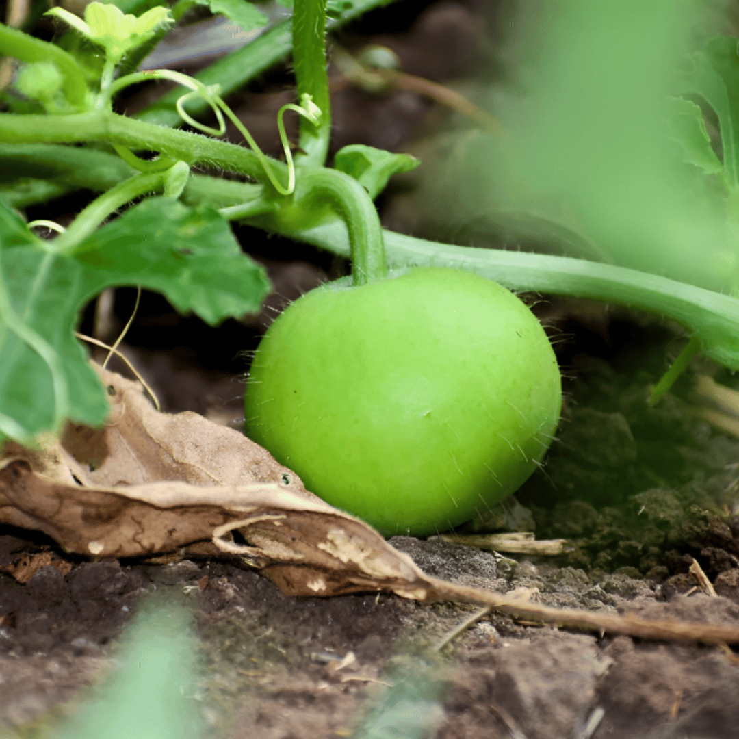 Tinda (دیسی ٹینڈے کے بیج) – 40+ seeds