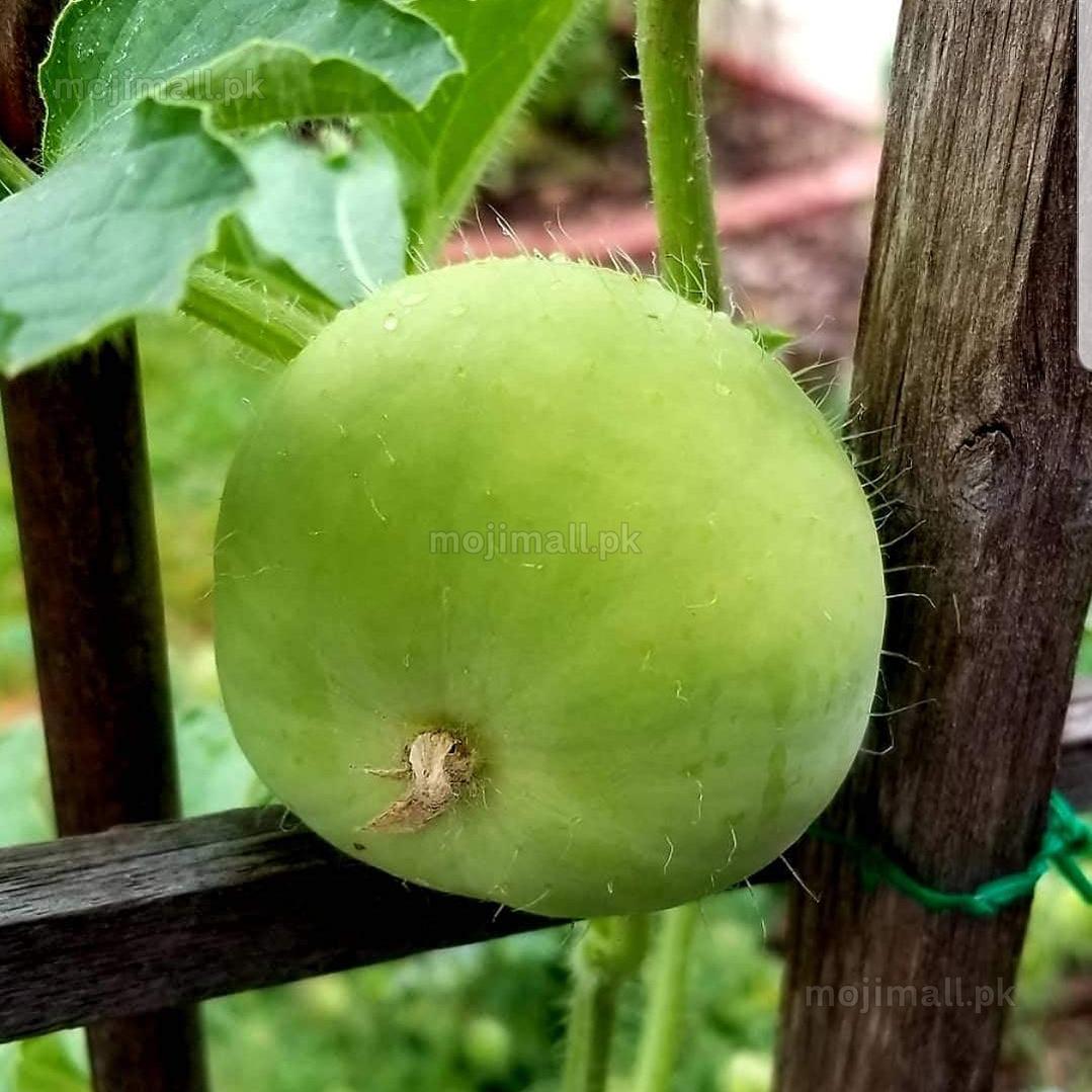 Fresh Tinda Hybrid fruit, grown from premium seeds available at Mojimall, offering a unique texture and flavor perfect for healthy dishes.