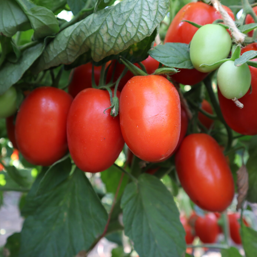 Tomato (Tamatar) - F1 Hybrid - 30+ Seeds