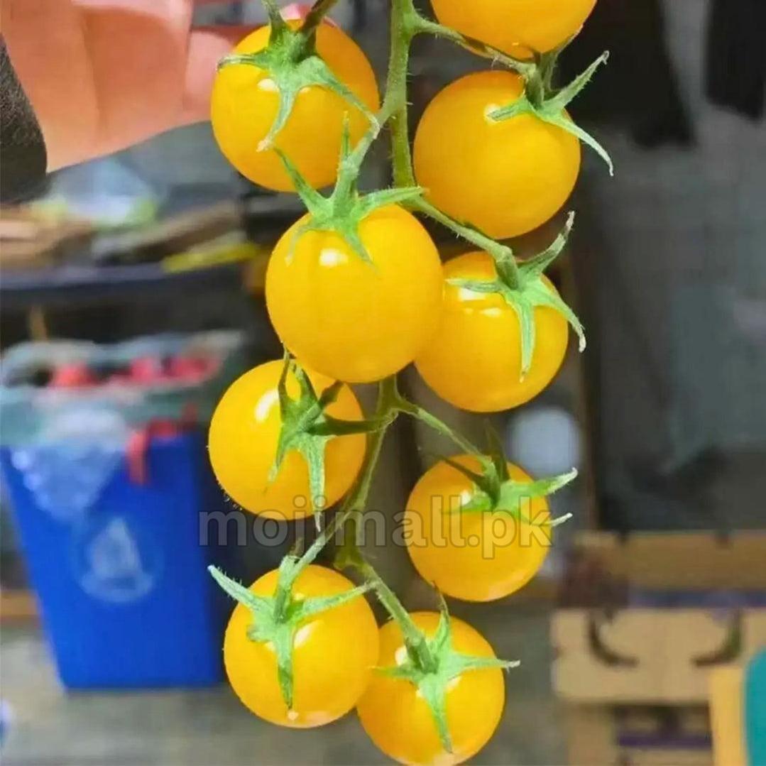 Tomato Cherry Yellow (Indeterminate) – 10 Seeds-Moji Mall Pakistan
