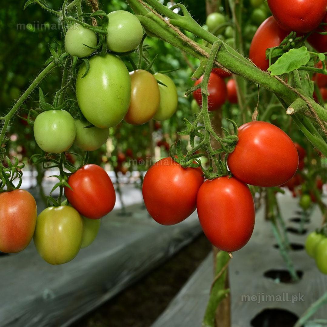 Fresh Desi tomatoes, grown from premium seeds available at Mojimall, showcasing rich color and a juicy texture perfect for traditional dishes.