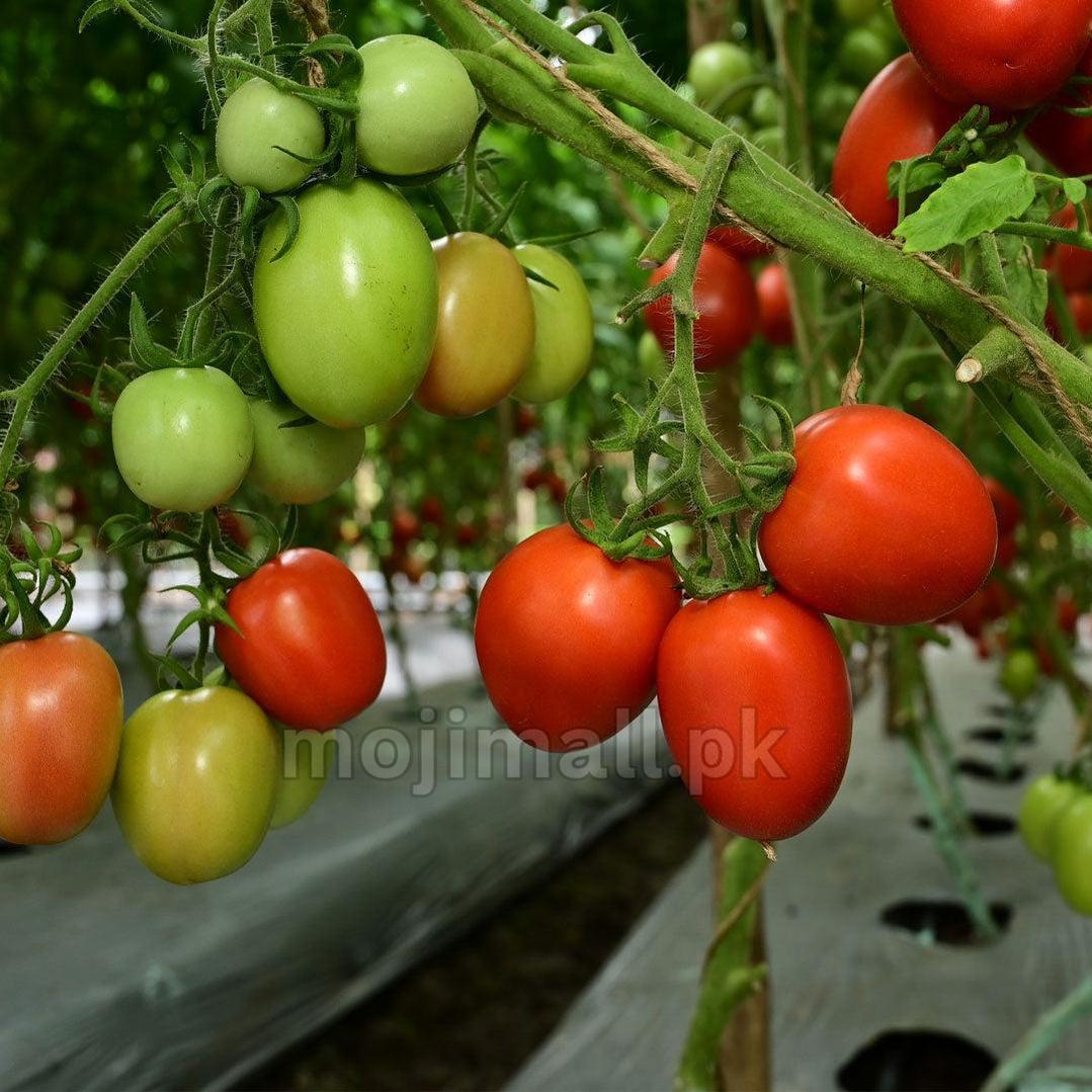 Fresh Desi tomatoes, grown from premium seeds available at Mojimall, showcasing rich color and a juicy texture perfect for traditional dishes.