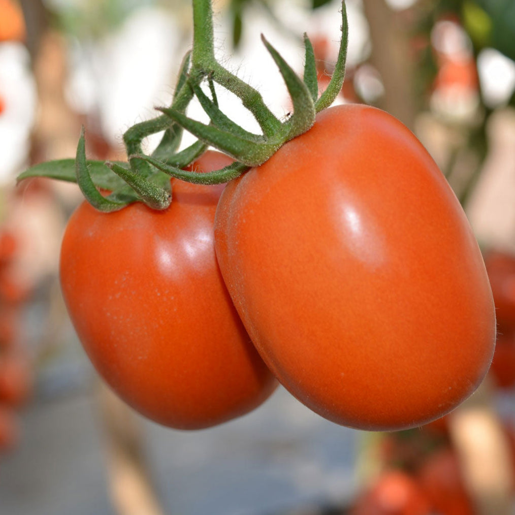 Desi tomatoes ripening on the plant, grown from high-quality seeds from Mojimall, ideal for fresh, homegrown harvests and flavorful cooking.